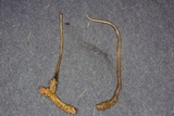 Cordyceps stylophora image