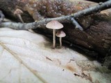 Psilocybe phyllogena image