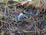 Mycena griseoviridis image