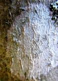 Graphis scripta image