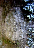 Graphis scripta image
