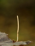 Macrotyphula juncea image