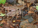 Macrotyphula juncea image