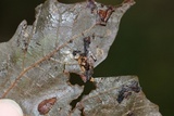 Macrotyphula juncea image
