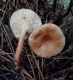 Lactarius badiopallescens image