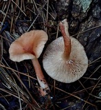 Lactarius badiopallescens image