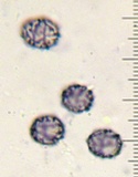 Lactarius badiopallescens image