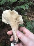 Cantharellus subalbidus image