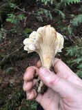 Cantharellus subalbidus image