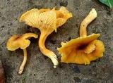 Cantharellus lewisii image