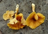 Cantharellus lewisii image