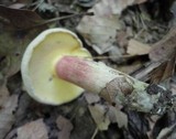 Caloboletus inedulis image