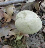 Caloboletus inedulis image