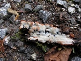 Rigidoporus sanguinolentus image