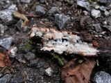 Rigidoporus sanguinolentus image