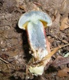 Caloboletus inedulis image