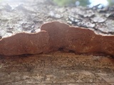 Fuscoporia viticola image
