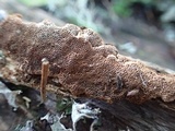 Fuscoporia viticola image