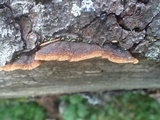 Fuscoporia viticola image