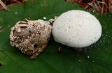 Lycoperdon marginatum image