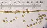 Lycoperdon marginatum image