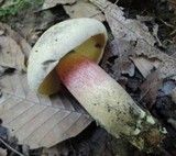 Caloboletus inedulis image