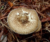 Lentinus crinitus image