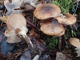 Armillaria nabsnona image