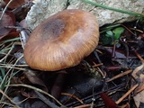 Armillaria nabsnona image