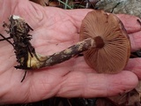 Armillaria nabsnona image