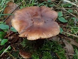 Armillaria nabsnona image