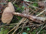 Armillaria nabsnona image