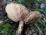 Armillaria nabsnona image