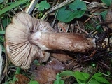 Armillaria nabsnona image