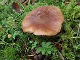 Armillaria nabsnona image