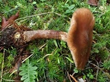 Armillaria nabsnona image