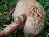 Armillaria nabsnona image