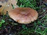 Armillaria nabsnona image