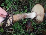 Armillaria nabsnona image