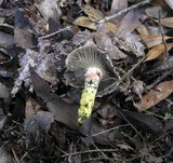 Gomphidius oregonensis image