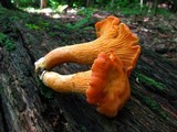 Cantharellus persicinus image