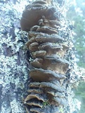 Phellinus conchatus image
