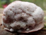 Leptoporus mollis image