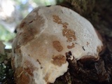 Haploporus odorus image