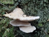Climacocystis borealis image