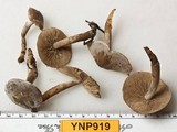Clitocybe glacialis image