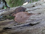 Phellopilus nigrolimitatus image