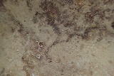Phellopilus nigrolimitatus image