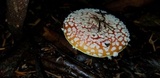 Amanita muscaria var. formosa image