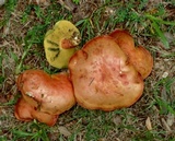 Boletus patrioticus image